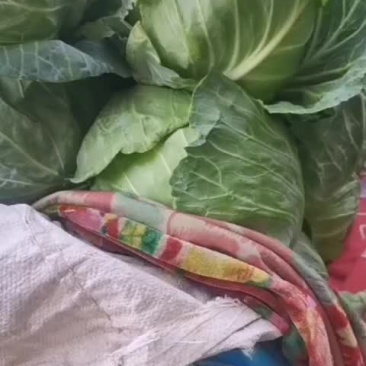 甘蓝