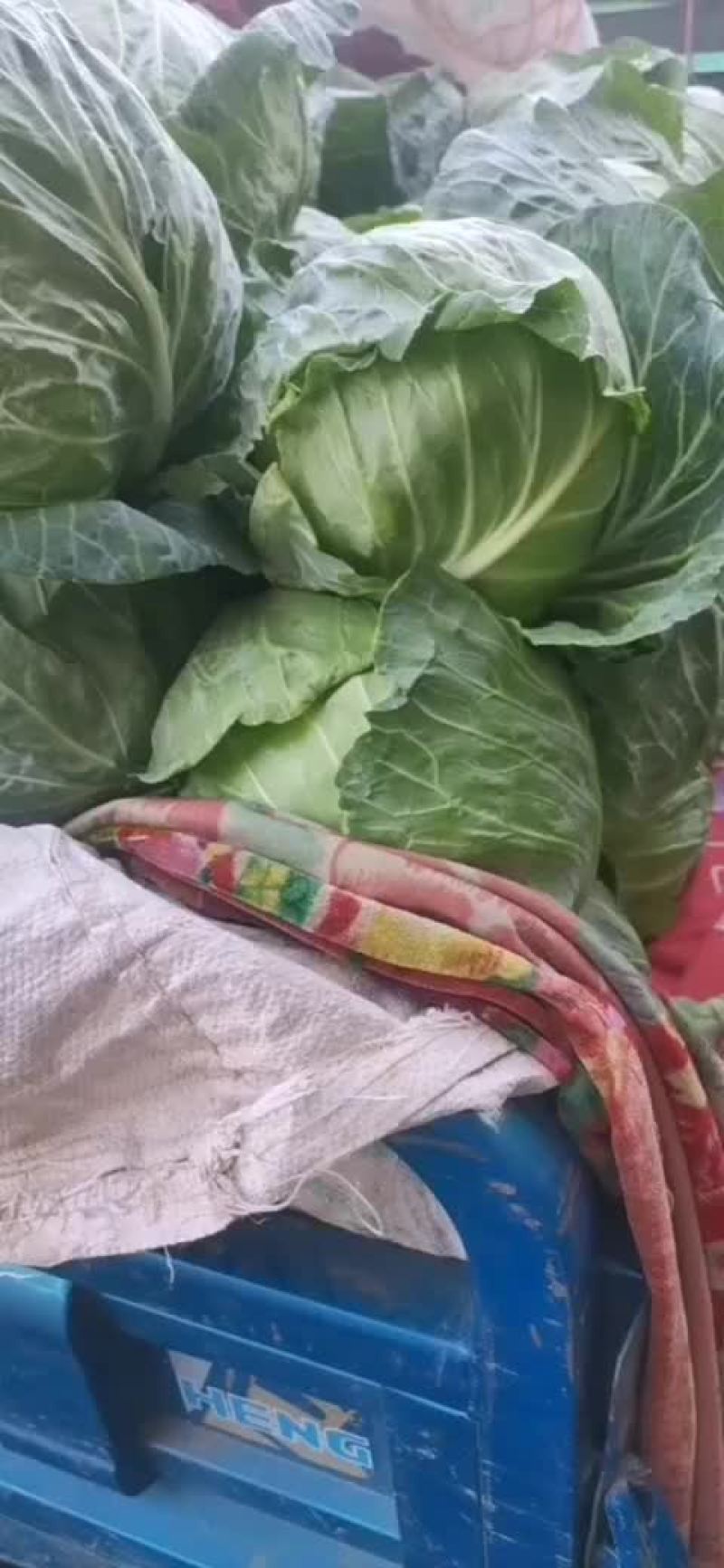 甘蓝