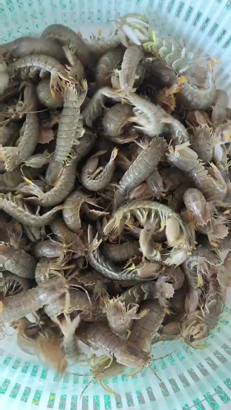 皮皮虾大量有货，质量超级好，量大从优，欢迎骚扰。