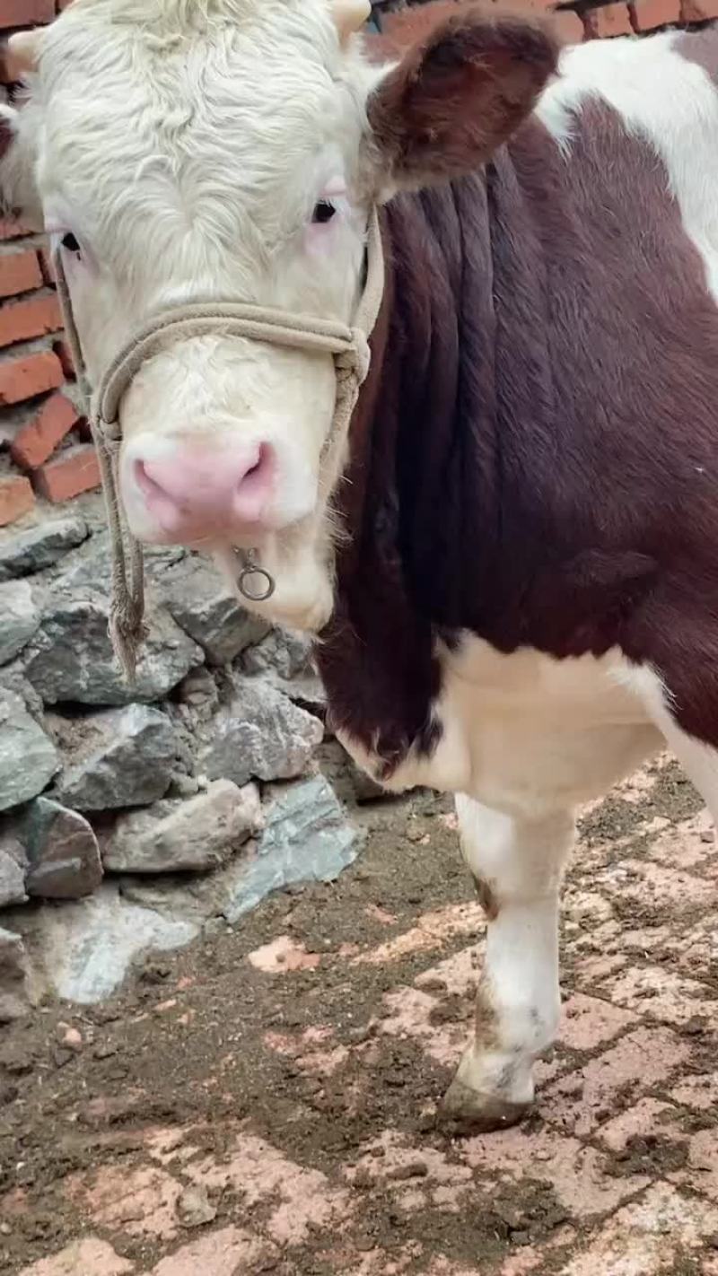 供应纯正吉林西门塔尔肉牛犊，西门塔尔繁殖基地供应售后无忧