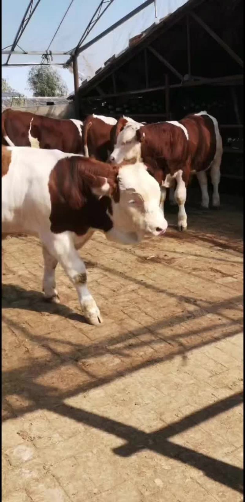 供应纯正吉林西门塔尔肉牛犊，西门塔尔繁殖基地供应售后无忧