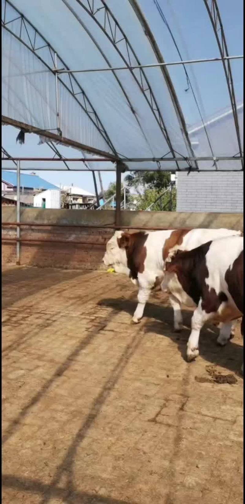 供应纯正吉林西门塔尔肉牛犊，西门塔尔繁殖基地供应售后无忧