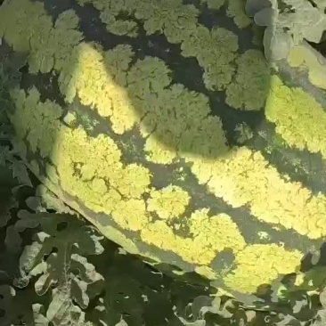 西瓜