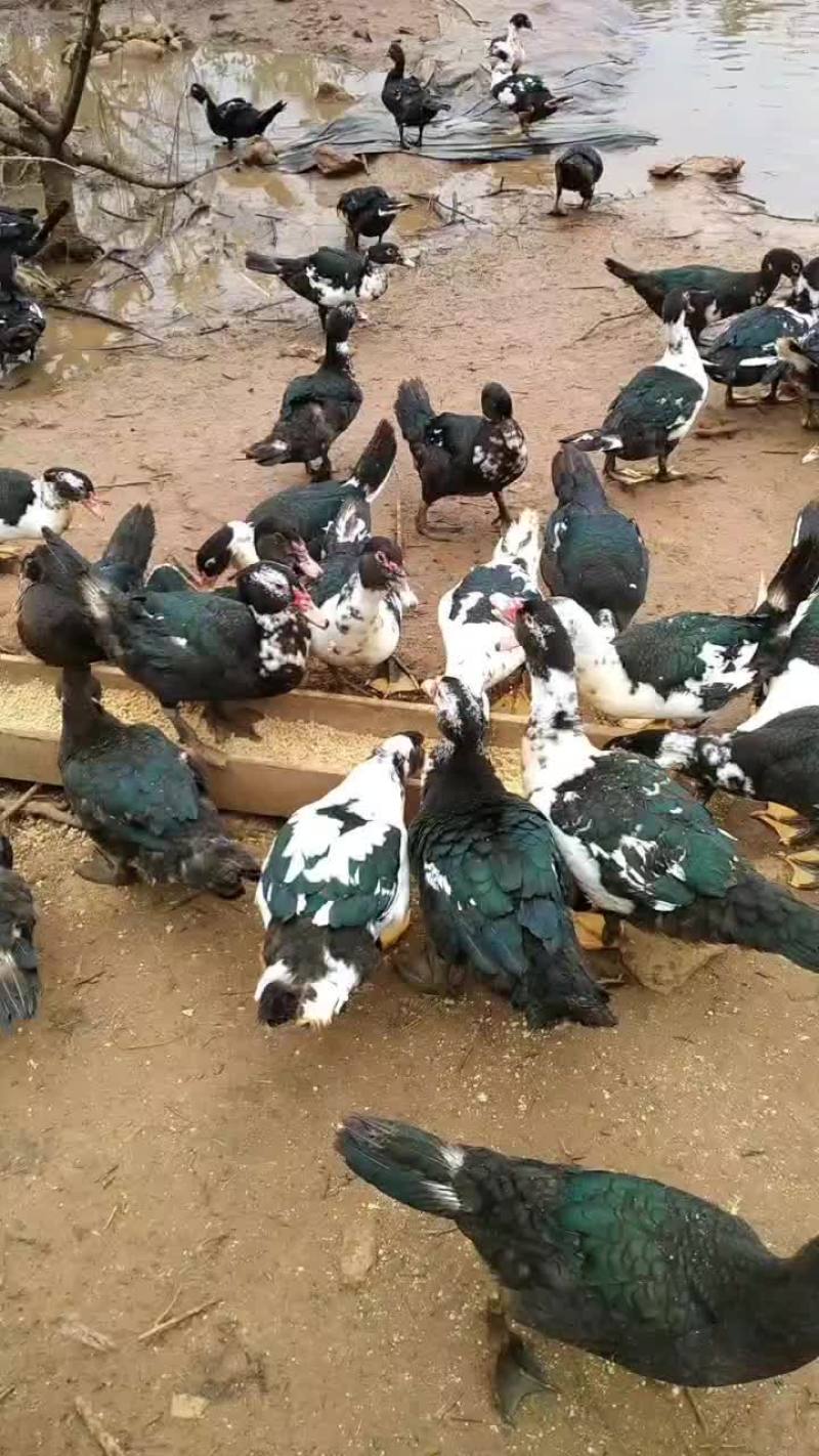 火鸭
