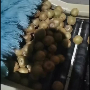 绿心猕猴桃