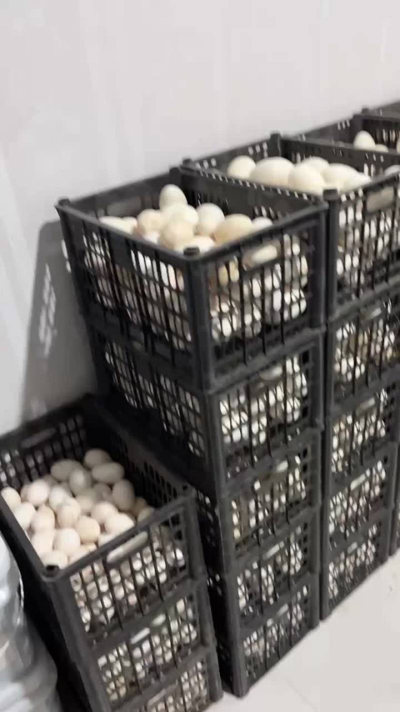 出售商品鹅蛋，新鲜鹅蛋，双黄鹅蛋