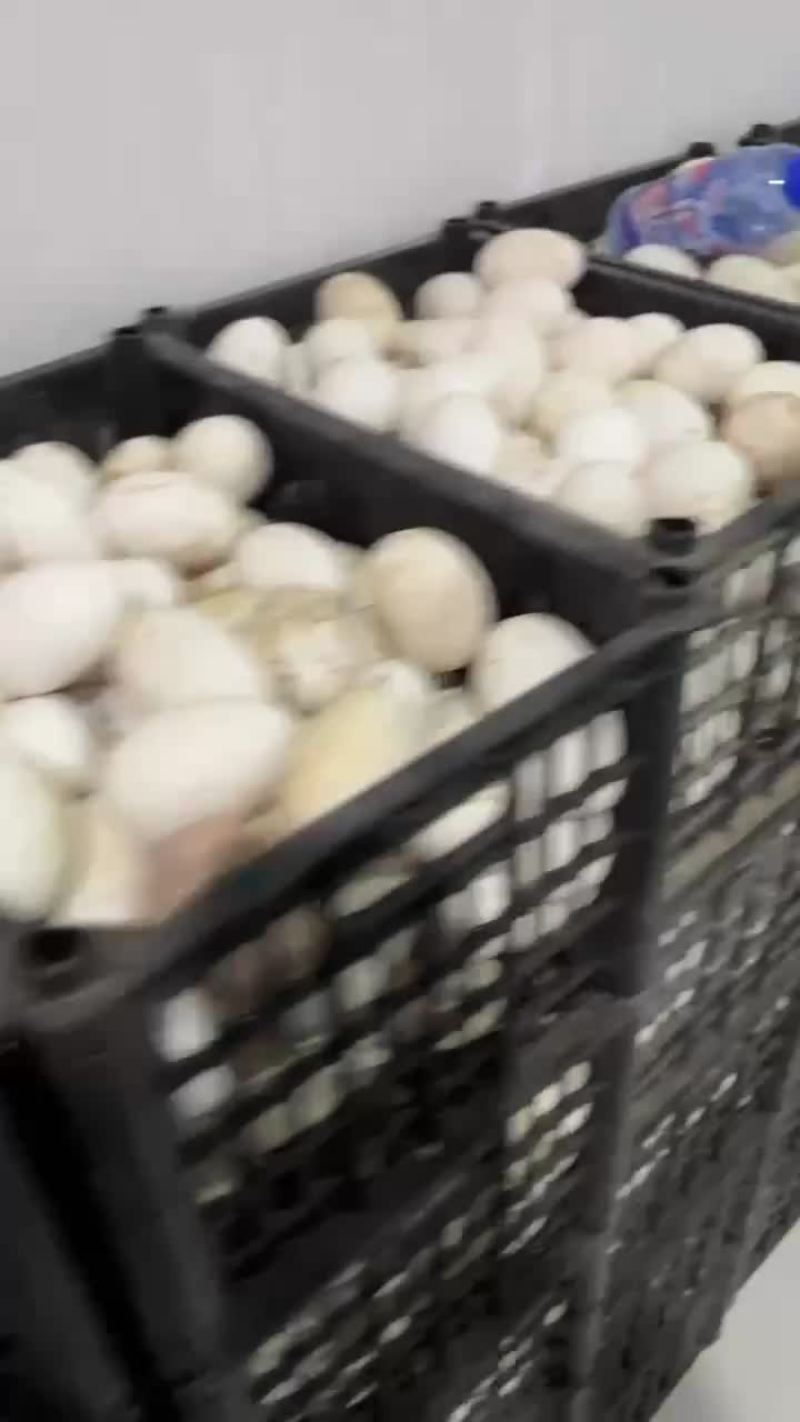 出售商品鹅蛋，新鲜鹅蛋，双黄鹅蛋