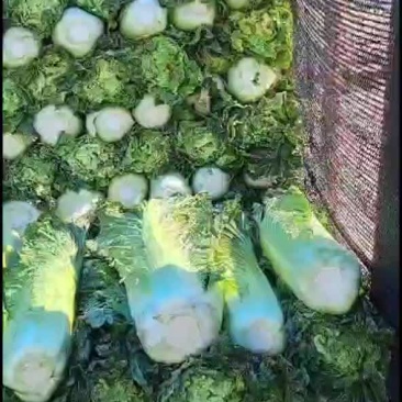 秋绿60