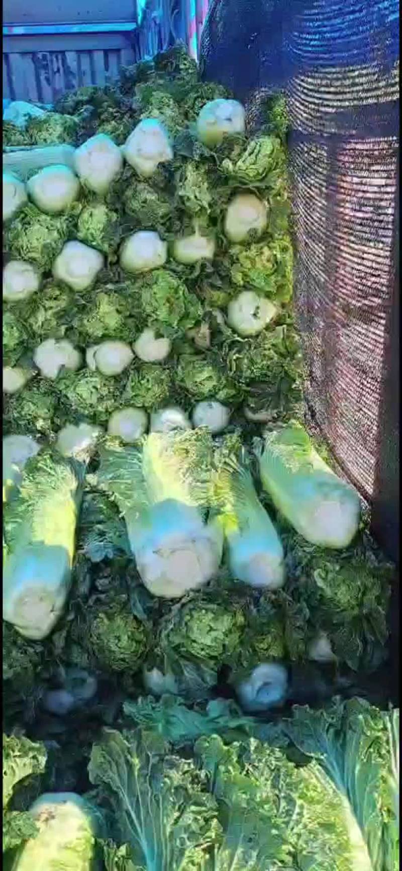 秋绿60