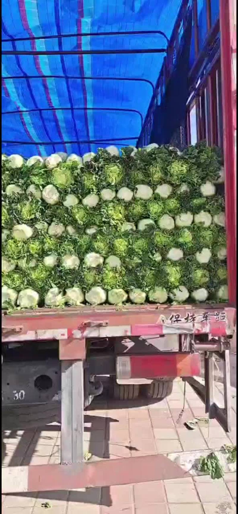 秋绿60
