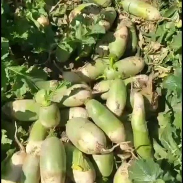 精品绿头萝卜