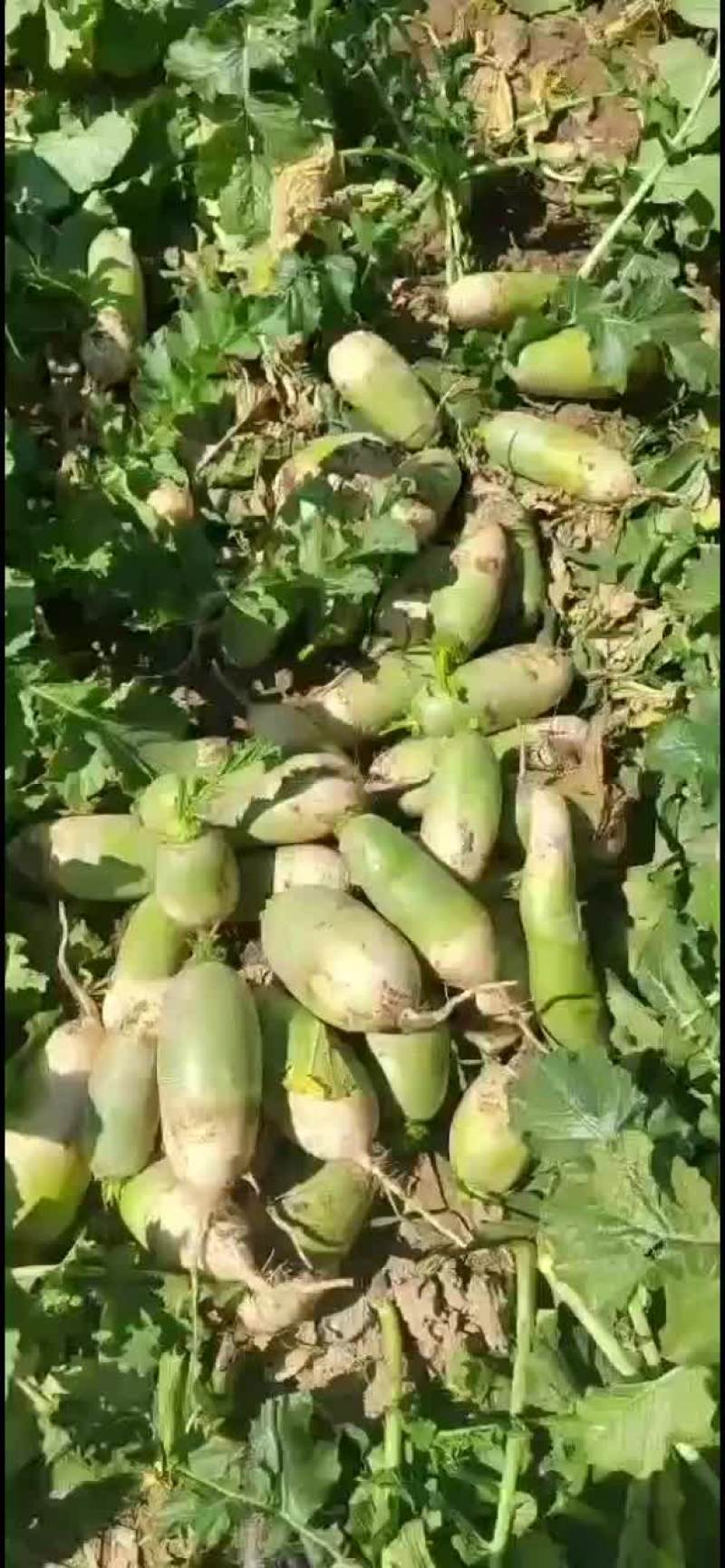 精品绿头萝卜