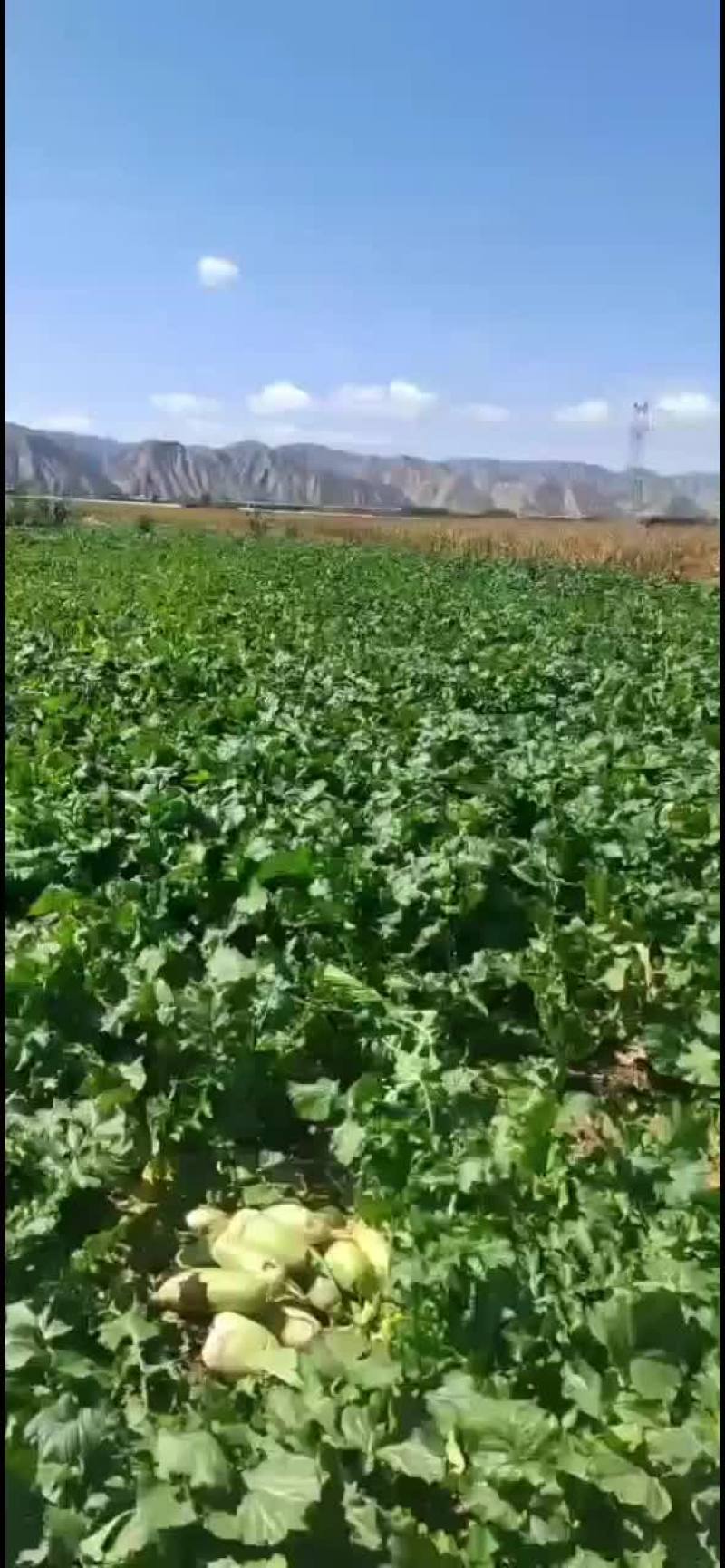 精品绿头萝卜