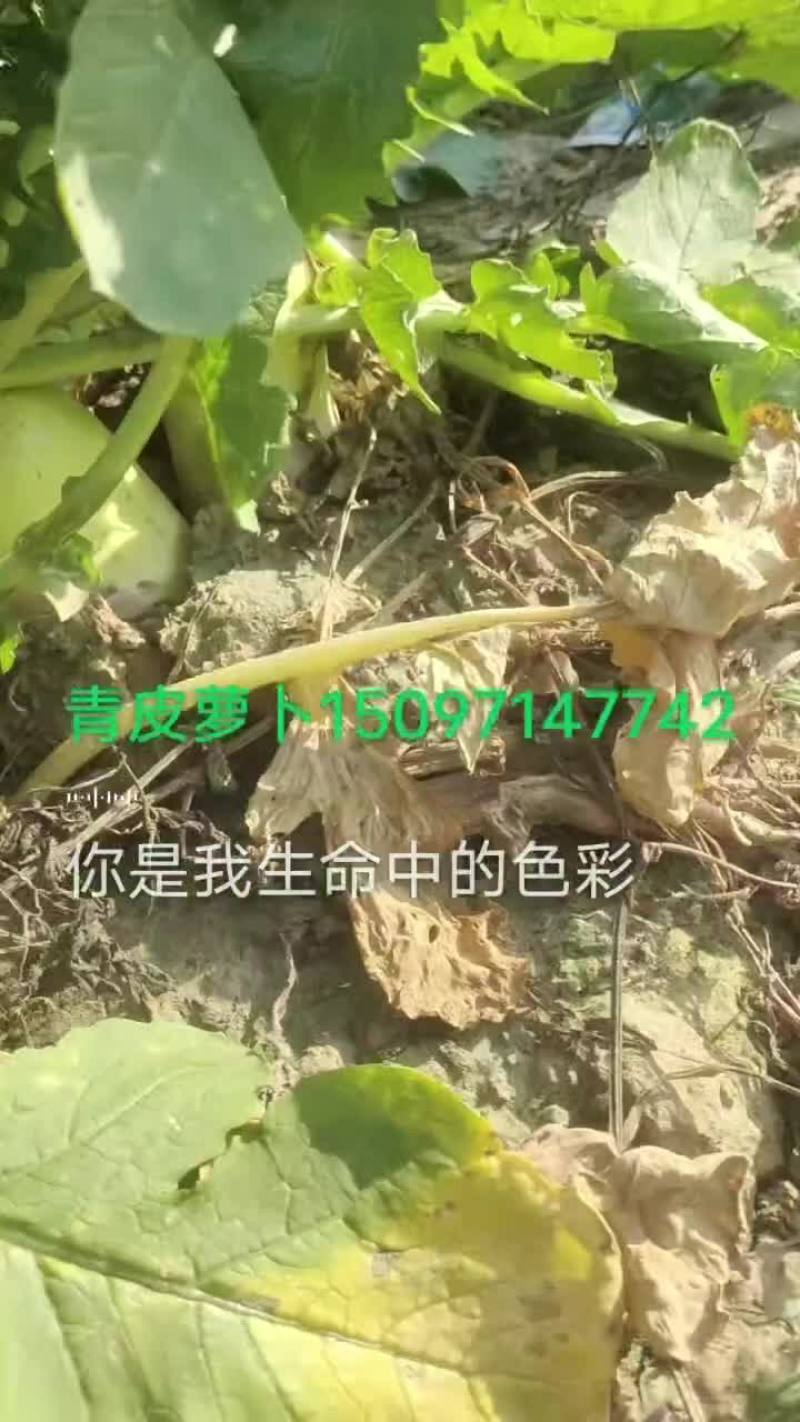 精品绿头萝卜