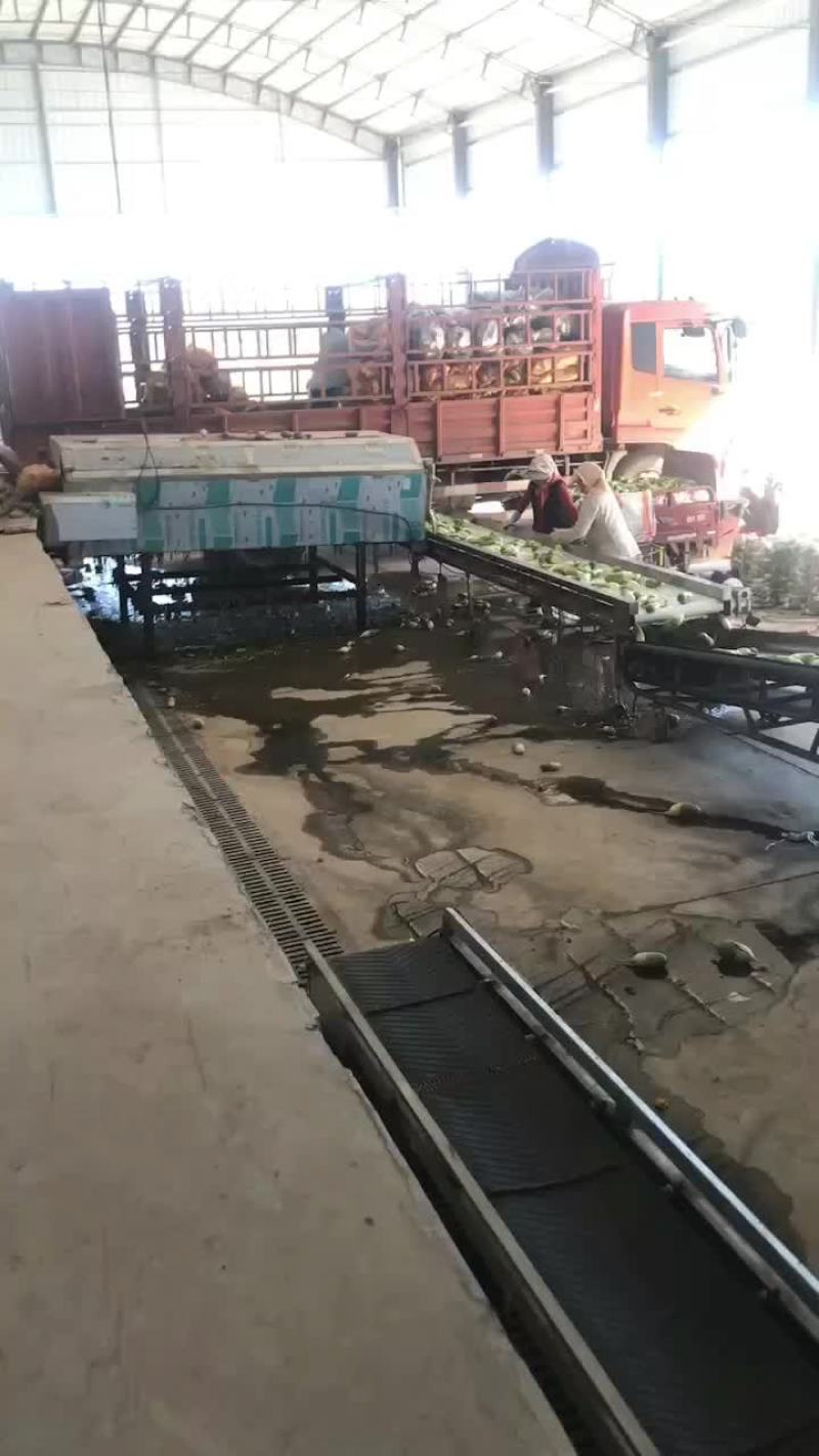 精品绿头萝卜
