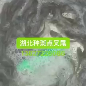 #出售：湖北种斑点叉尾，一斤200口左右，有70万尾