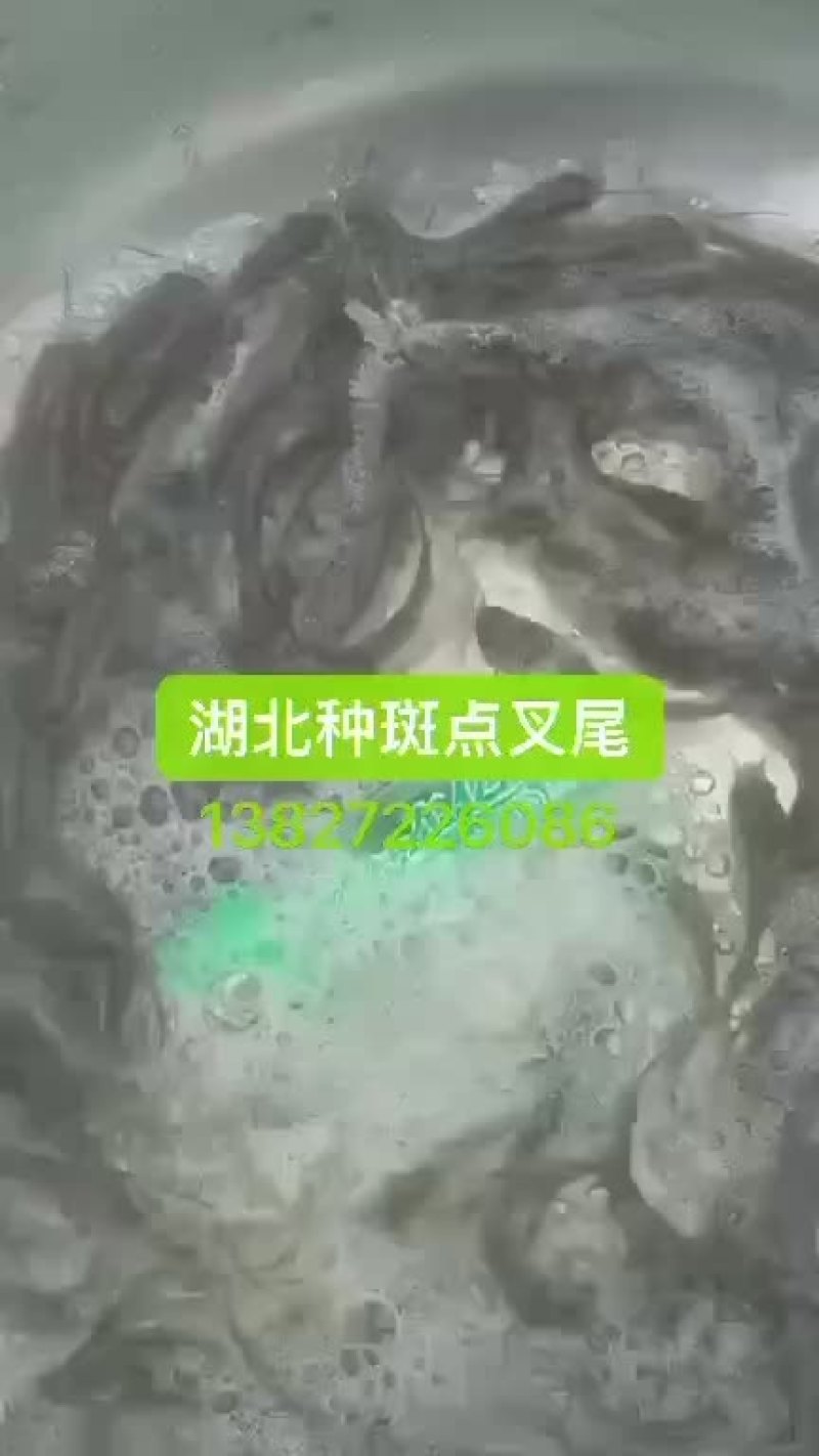 #出售：湖北种斑点叉尾，一斤200口左右，有70万尾