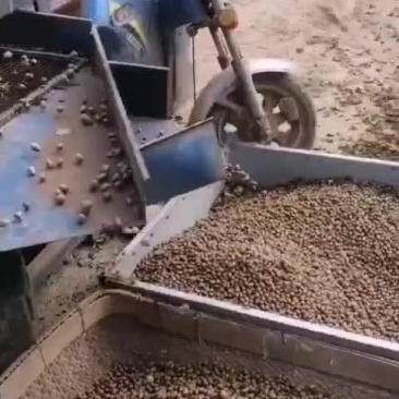 白玉山药豆