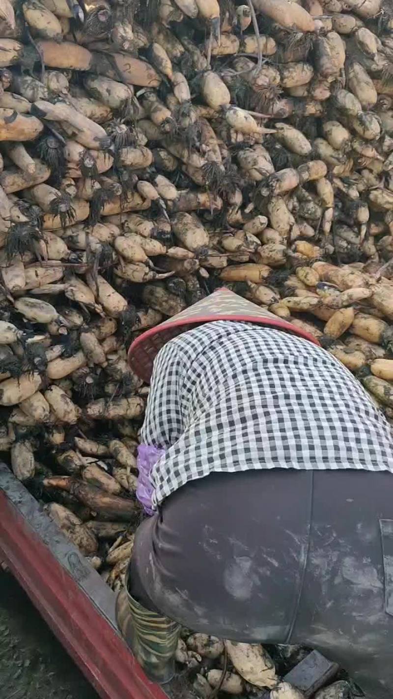 红芽粉藕，泗洪上车，莲藕粗大节长圆润，煮的特别粉口感粉甜