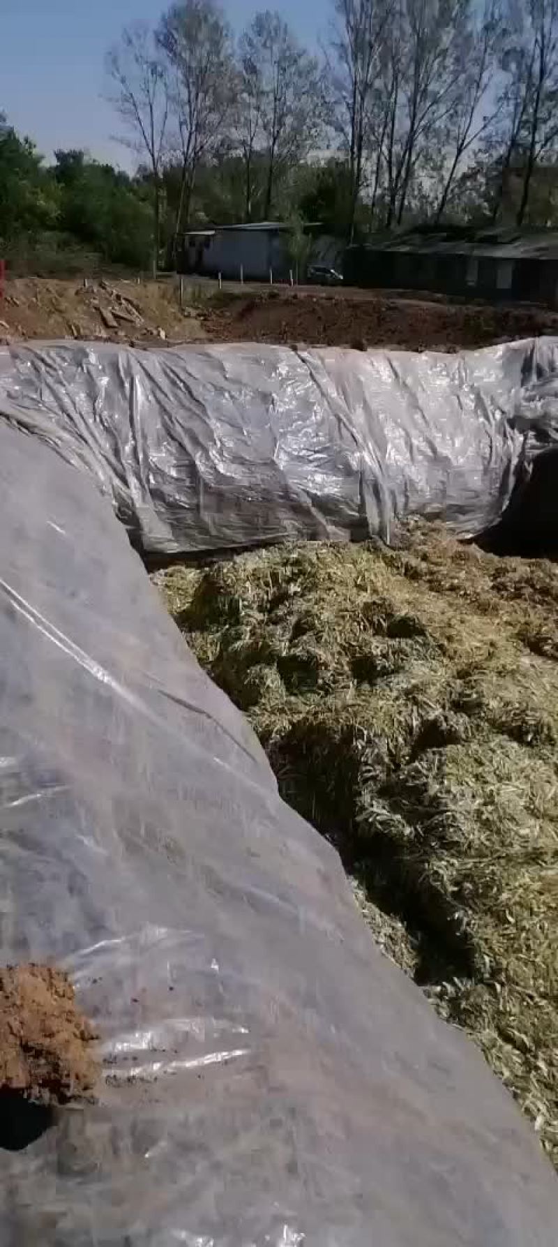黄储饲料大量上市新老客户抓紧订购吧。啊啊