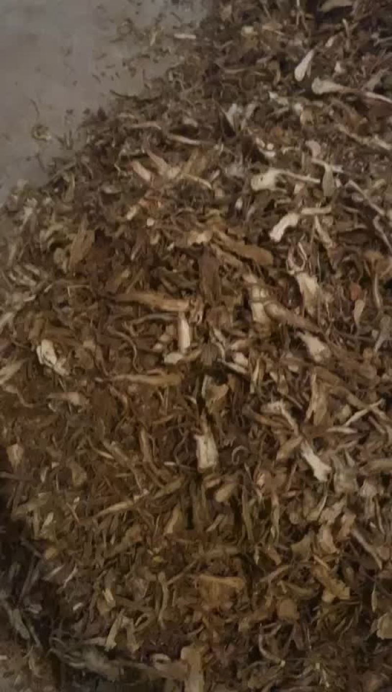 当归全归片统货