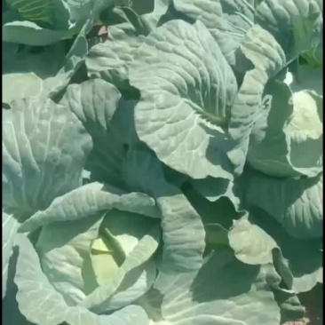 京丰头菜