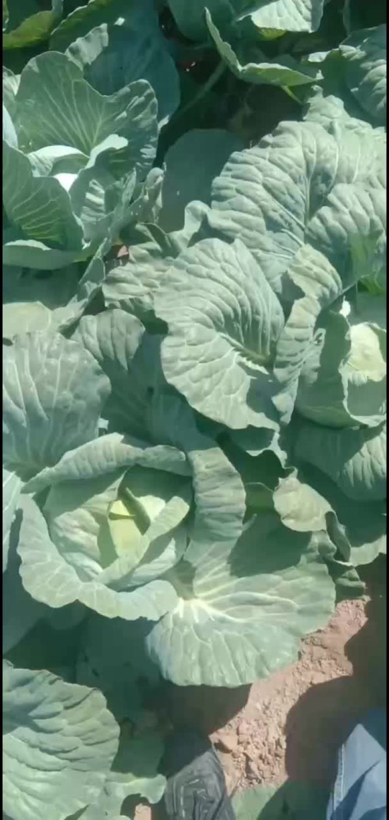 京丰头菜