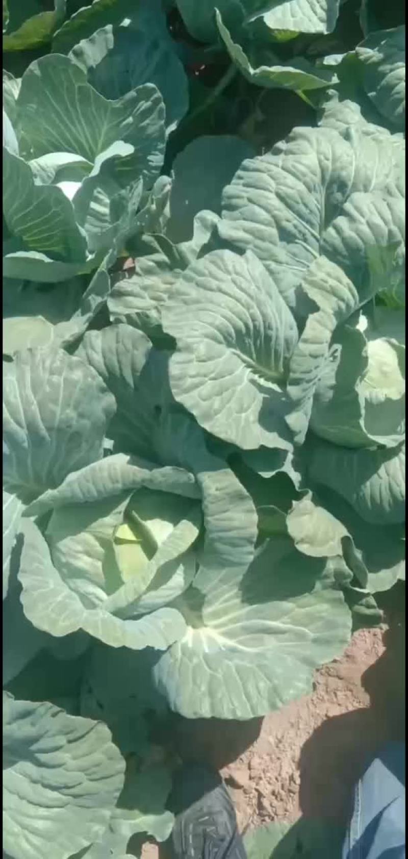 京丰头菜