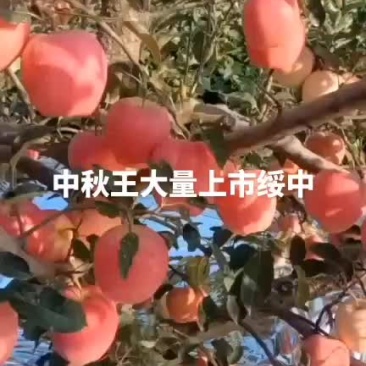 中秋王