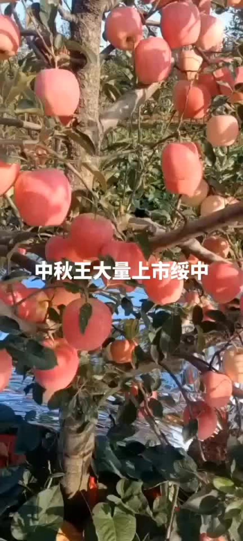 中秋王