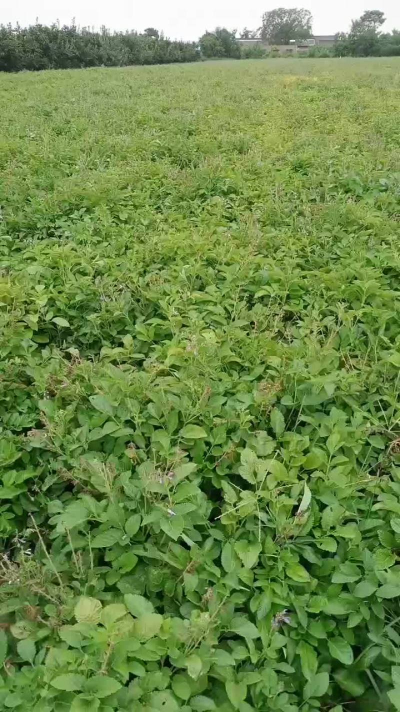 万荣丹参
