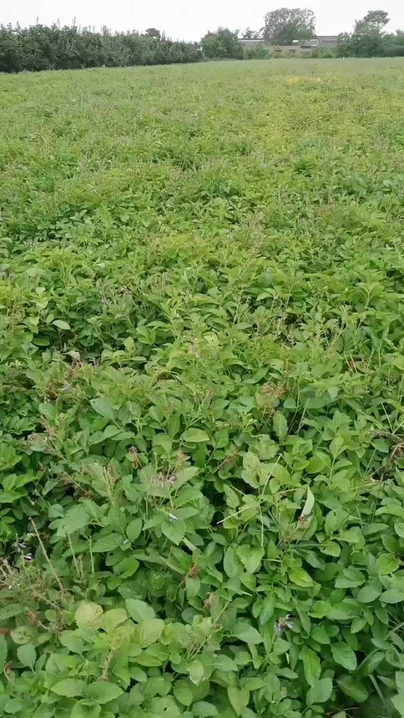 万荣丹参