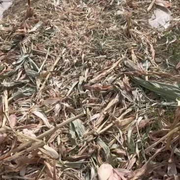 精品玉米草