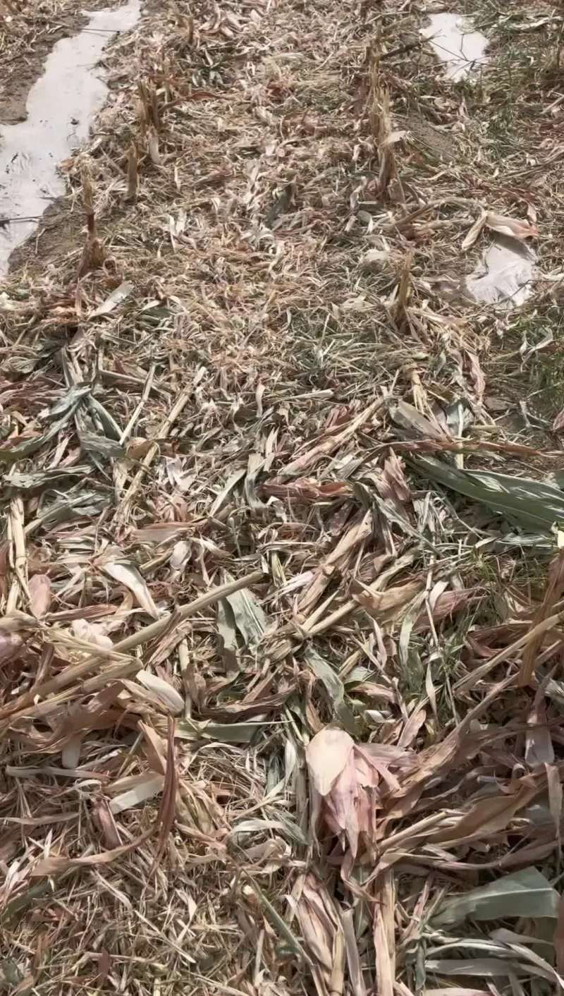 精品玉米草