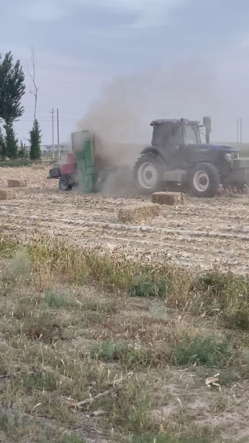 精品玉米草