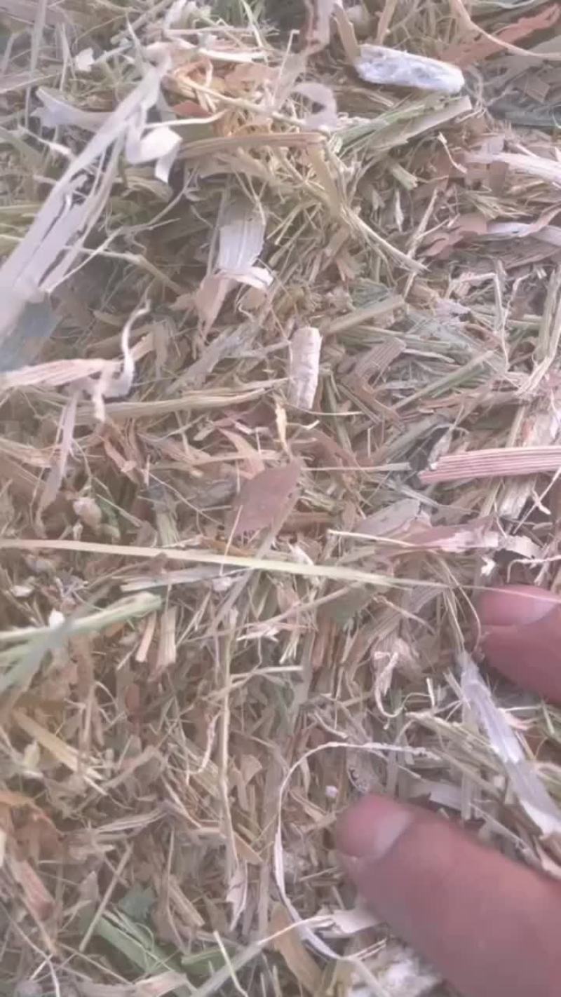 精品玉米草