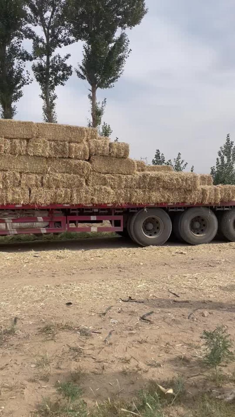 精品玉米草