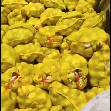 芥菜头
