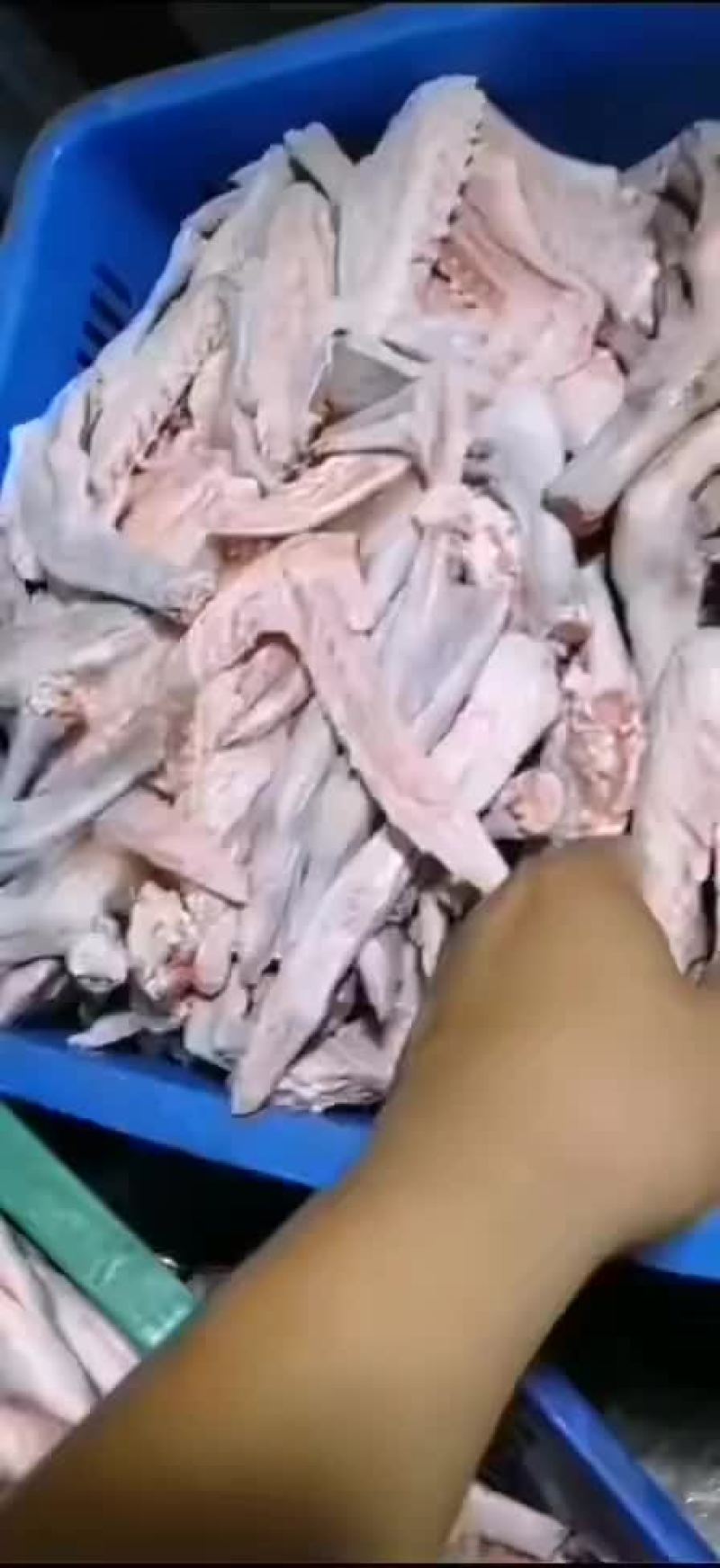 新鲜鹅掌亦