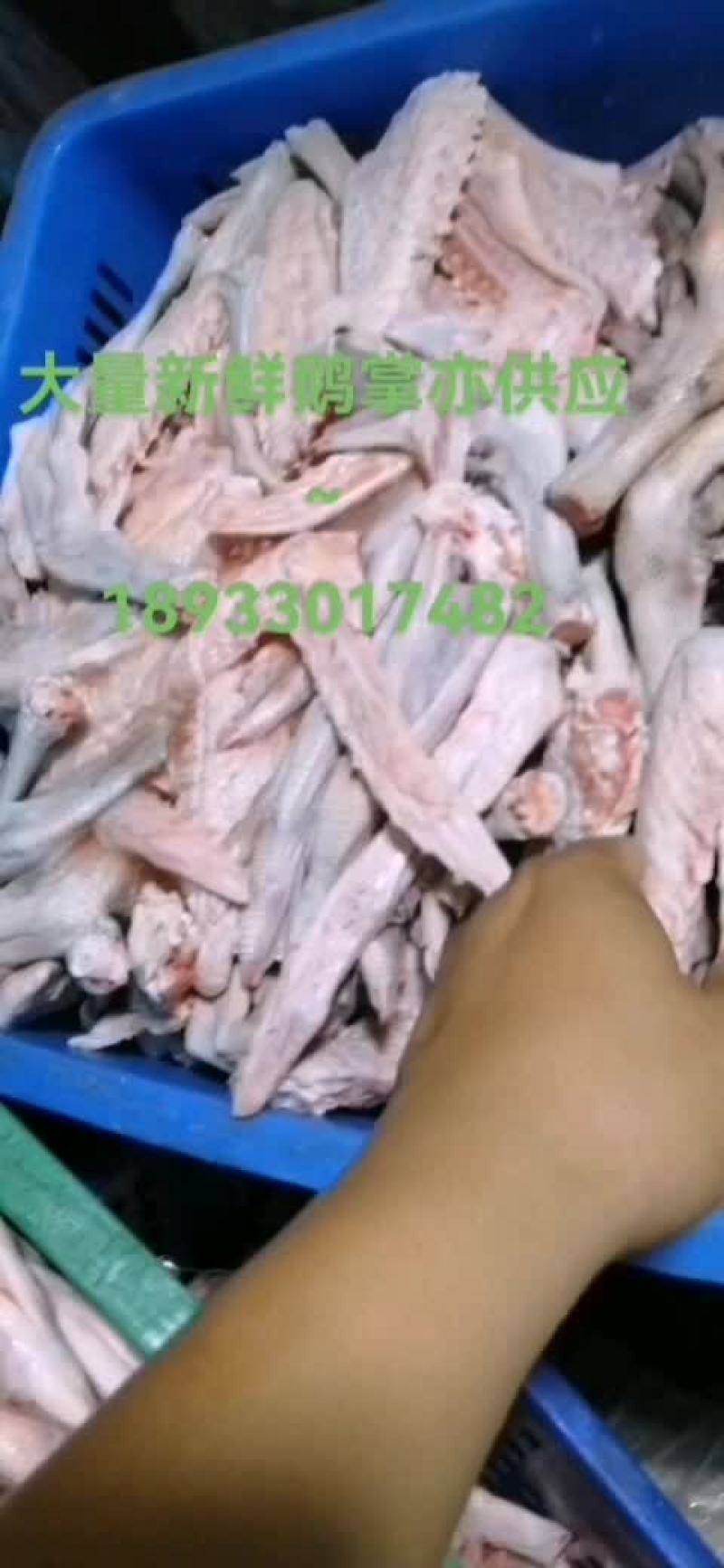 新鲜鹅掌亦