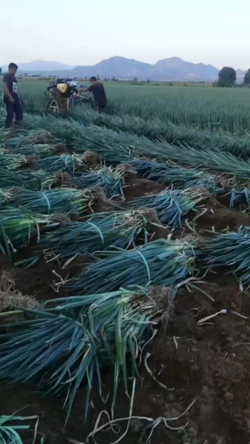 大葱