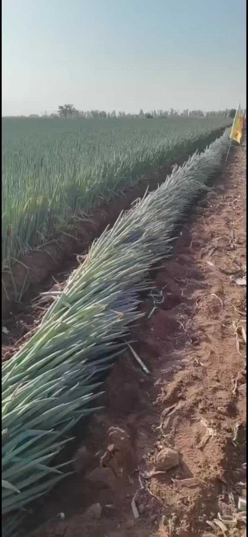 大葱