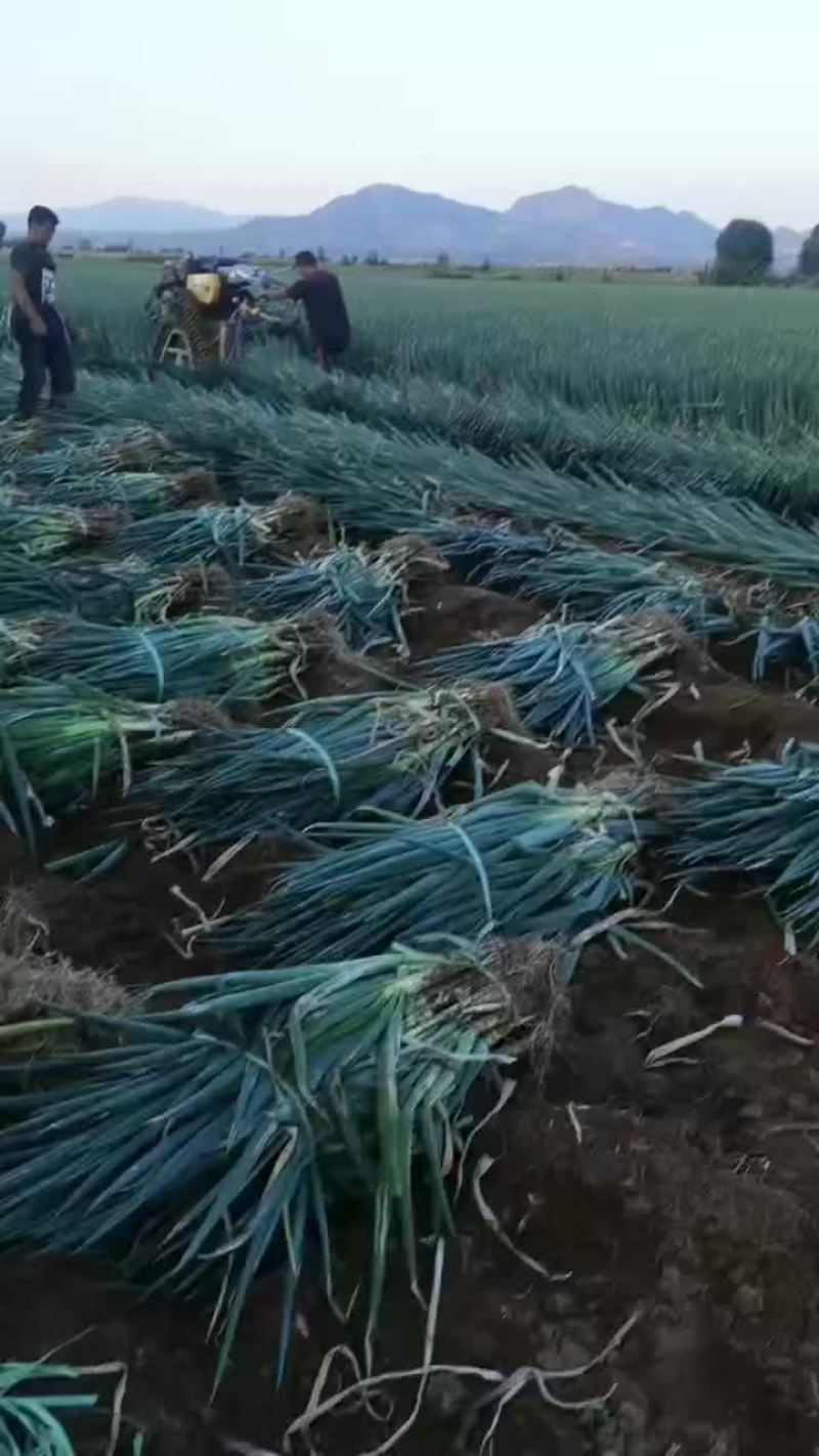 大葱