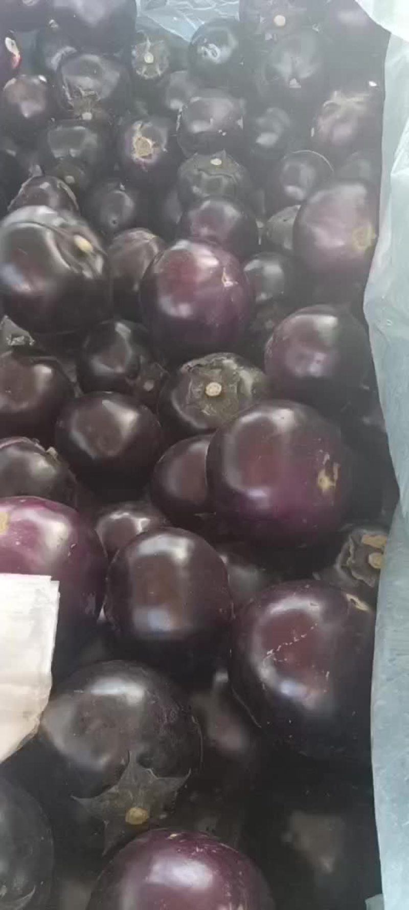 保定市清苑区谢庄市场茄子