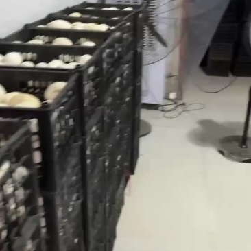 商品鹅蛋，照蛋，双黄蛋