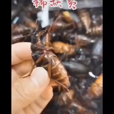 纯母山水牛、山山牛