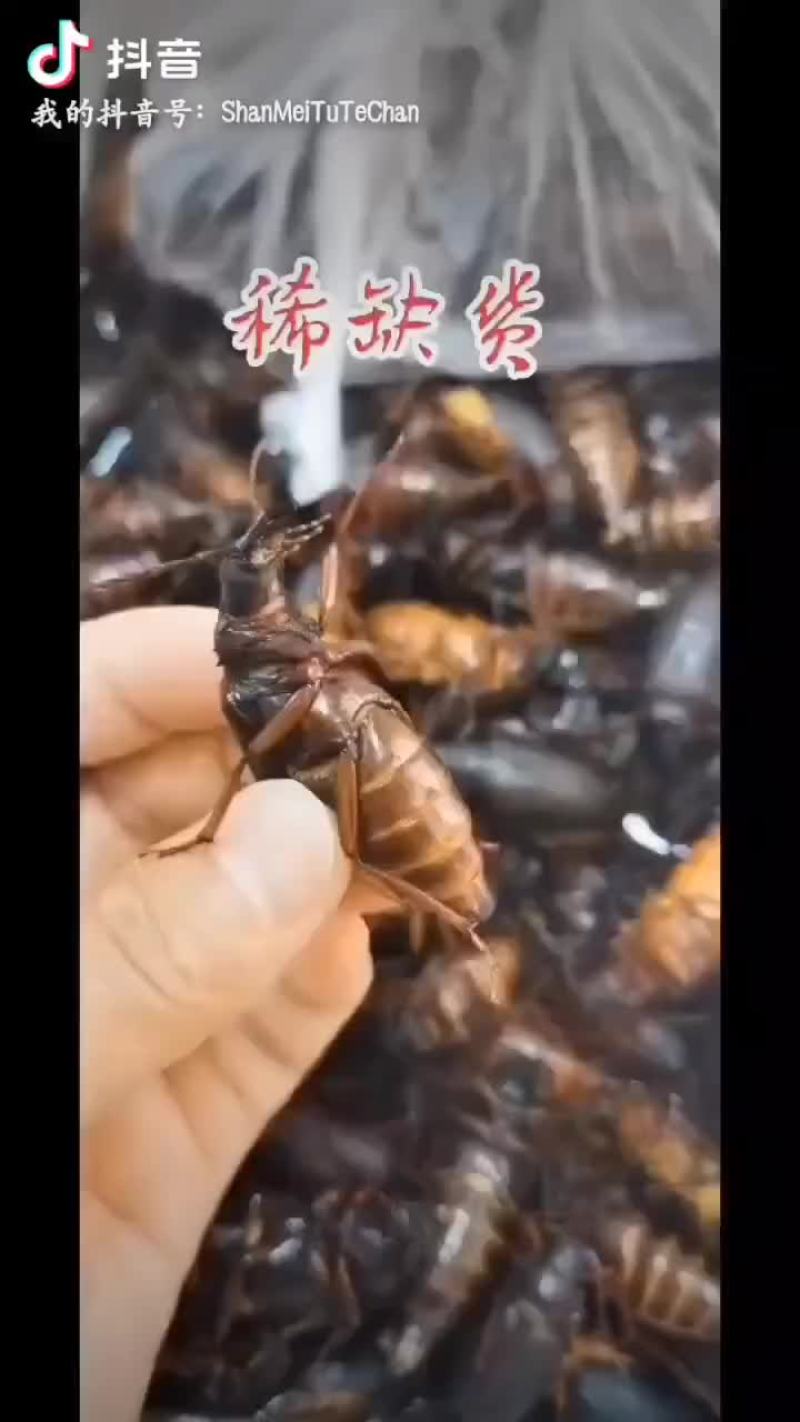 纯母山水牛、山山牛