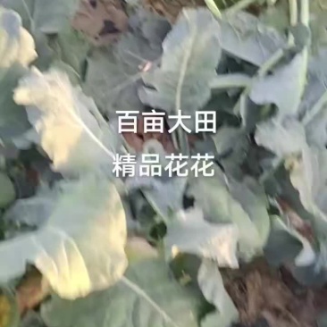 武威西蓝花