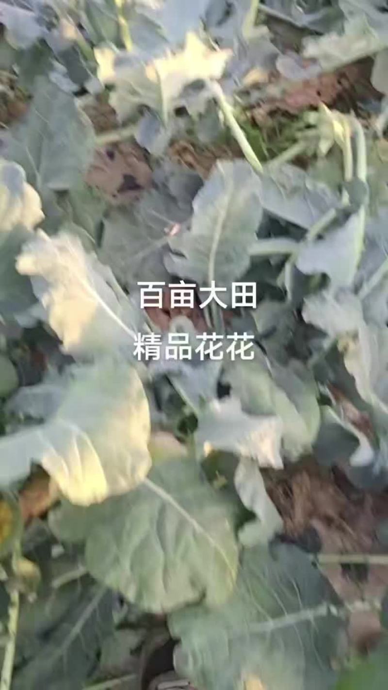 武威西蓝花
