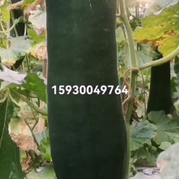 秋吊东瓜大量上市了，有需要的联系我，量大